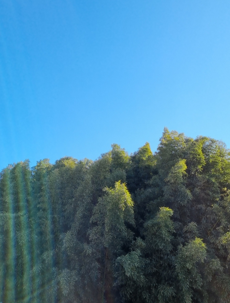 Screenshot_20220621-105255_Gallery.jpg